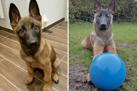 Der Malinoisrüde "Jack" im Alter von 12 Wochen im Dezember 2016 (l) und im Dezember 2018