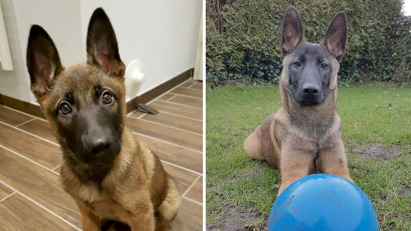 Der Malinoisrüde "Jack" im Alter von 12 Wochen im Dezember 2016 (l) und im Dezember 2018