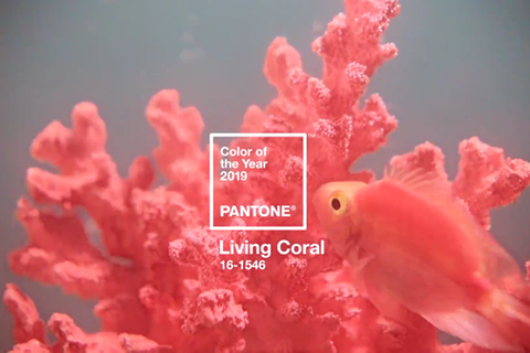LIving Coral heißt die neue Farbe des Jahres