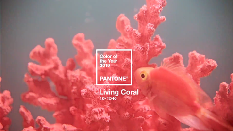 LIving Coral heißt die neue Farbe des Jahres