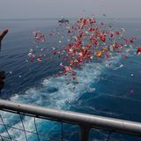 Schmerzvoller Abschied in Indonesien: Nach dem Absturz des Lion-Air-Fluges 610  Oktober 2018: Ein Angehöriger wirft Blütenblätter in das Gewässer vor West-Java, in Gedenken an die 189 Opfer. Die neue Boeing 737 Max der Billigfluggesellschaft Lion stürzte Ende Oktober kurz nach dem Start in Jakarta ins Meer. Ermittler kommen zu dem Schluss, dass der Jet gar nicht hätte starten dürfen. Mehr lesen Sie hier.