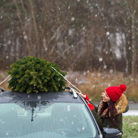 Weihnachtsbaum transportieren