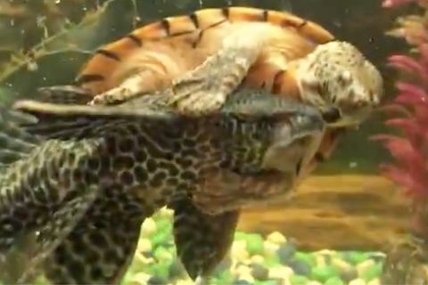 Freches Reptil: Howdy! Aquariums-Rodeo: Schildkröte "reitet" Wels