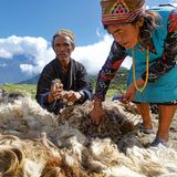 Der Wolle geht die (natürliche) Farbe aus    Nicht nur die Hirten in Gatlang haben ihre Wolle bisher traditionell mit pflanzlichen Farben gefärbt. Nun fehlen die Pflanzen bzw. das Wachstum hat dramatisch abgenommen, sodass sich die Suche kaum noch lohnt. Die Farben werden mittlerweile in Kathmandu als chemische Produkte gekauft. Damit geht eine lange Tradition zu Ende. 