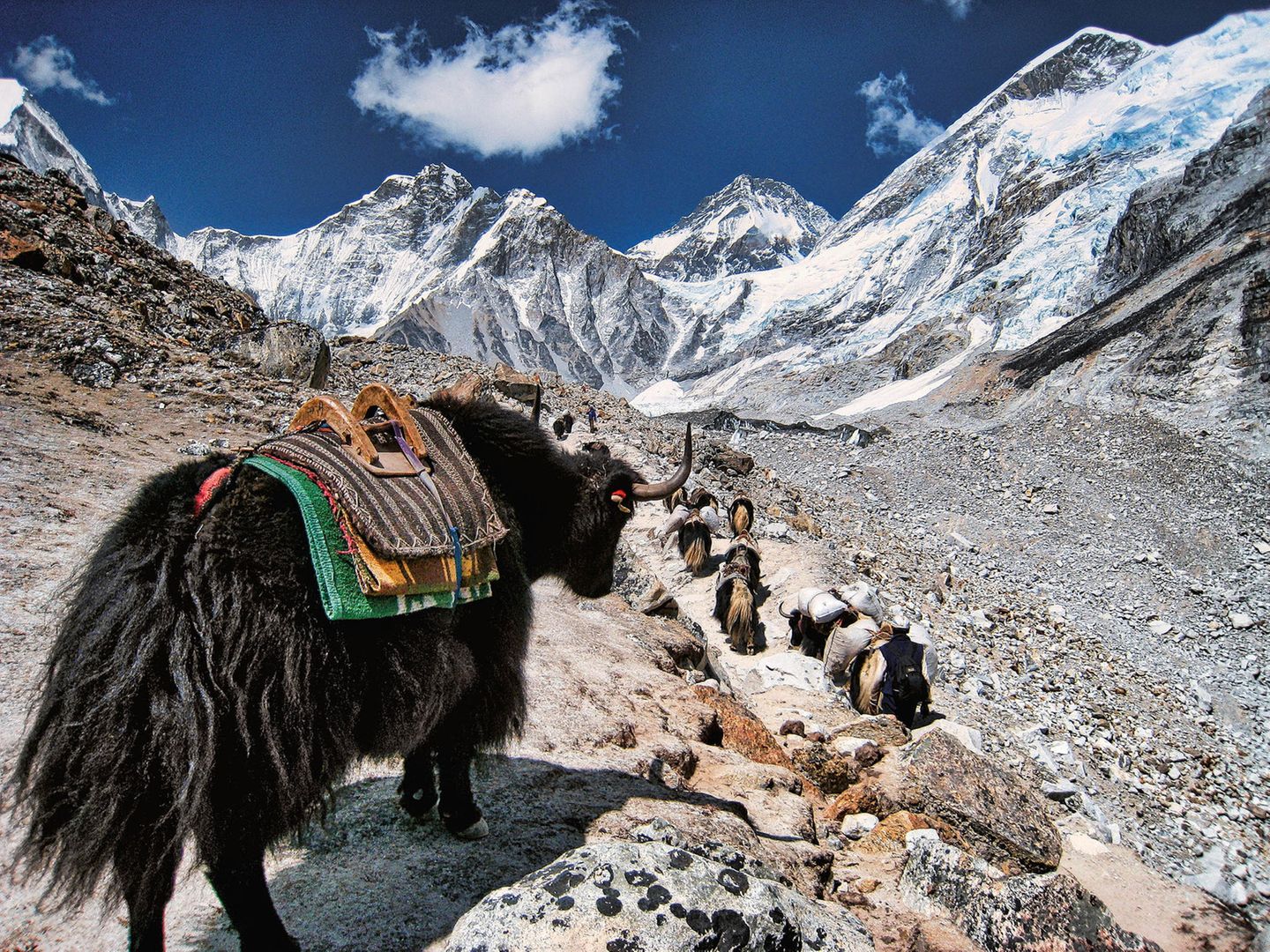 Berg-Symbol vom Aussterben bedroht  Yaks sind vom Aussterben bedroht, da die Tiere bei einer zu hohen Temperatur bzw. unterhalb einer Höhe von ca. 3000 Metern (abhängig von den Temperaturen) nicht überleben können. Der Temperaturanstieg hat sich in den letzten Jahren jedoch dramatisch verschärft. Die Zahl der Yaks im Himalaya ist stark rückläufig, da auch Landwirtschaft, Energie-Bedarf und Fleischproduktion sich verändern, was zu einer geringeren Bedeutung der Yaks, die als arbeitsintensiv gelten, führt. 