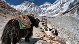 Berg-Symbol vom Aussterben bedroht  Yaks sind vom Aussterben bedroht, da die Tiere bei einer zu hohen Temperatur bzw. unterhalb einer Höhe von ca. 3000 Metern (abhängig von den Temperaturen) nicht überleben können. Der Temperaturanstieg hat sich in den letzten Jahren jedoch dramatisch verschärft. Die Zahl der Yaks im Himalaya ist stark rückläufig, da auch Landwirtschaft, Energie-Bedarf und Fleischproduktion sich verändern, was zu einer geringeren Bedeutung der Yaks, die als arbeitsintensiv gelten, führt. 