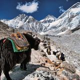 Berg-Symbol vom Aussterben bedroht  Yaks sind vom Aussterben bedroht, da die Tiere bei einer zu hohen Temperatur bzw. unterhalb einer Höhe von ca. 3000 Metern (abhängig von den Temperaturen) nicht überleben können. Der Temperaturanstieg hat sich in den letzten Jahren jedoch dramatisch verschärft. Die Zahl der Yaks im Himalaya ist stark rückläufig, da auch Landwirtschaft, Energie-Bedarf und Fleischproduktion sich verändern, was zu einer geringeren Bedeutung der Yaks, die als arbeitsintensiv gelten, führt. 