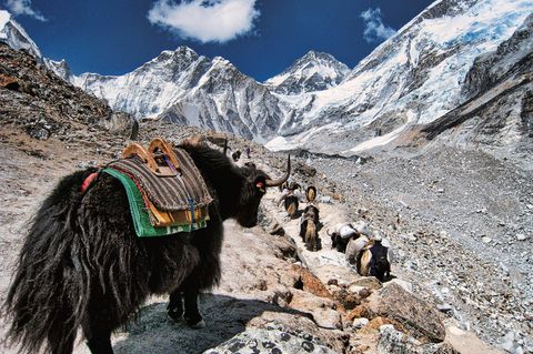 Berg-Symbol vom Aussterben bedroht  Yaks sind vom Aussterben bedroht, da die Tiere bei einer zu hohen Temperatur bzw. unterhalb einer Höhe von ca. 3000 Metern (abhängig von den Temperaturen) nicht überleben können. Der Temperaturanstieg hat sich in den letzten Jahren jedoch dramatisch verschärft. Die Zahl der Yaks im Himalaya ist stark rückläufig, da auch Landwirtschaft, Energie-Bedarf und Fleischproduktion sich verändern, was zu einer geringeren Bedeutung der Yaks, die als arbeitsintensiv gelten, führt. 