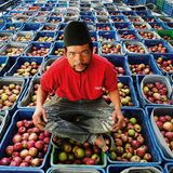 Neue Heimat für Fuji, Golden Delicious und Kiwi    In Bhratang, gelegen am Annapurna Circuit nahe Manang, der beliebtesten Trekking-Route Nepals, entstand eine der größten asiatischen Apfelplantagen der Firma Agro Manang. Aufgrund der steigenden Temperaturen ziehen sich die Plantagen jedoch immer höher die Himalaya-Hänge hinauf, inzwischen bereits über 3600 Metern Höhe. Selbst im extrem trockenen, ehemaligen Königreich Mustang, werden (nicht mehr nur) Äpfel angepflanzt. In vielen Regionen wurde mit dem Anbau von Kiwis begonnen.  Weitere Folge der steigenden Temperaturen: Viele Haushalte in Mustang benötigen im Sommer nun Moskitonetze, denn Mücken sind zur Plage geworden, obwohl sie vor einigen Jahren hier noch gänzlich unbekannt waren. 