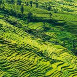 Reisernten und Reistrassen sind gefährdet  Die Jahrhunderte alten Reisterrassen von Bhote Namlang drohen zu vertrocknen, da es nicht mehr genug Niederschlag gibt, um die Terrassen genügend mit Wasser zu versorgen.