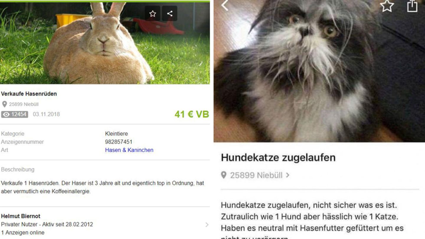 "Haser" mit Koffeinallergie oder Hundekatze. Sie haben die Wahl