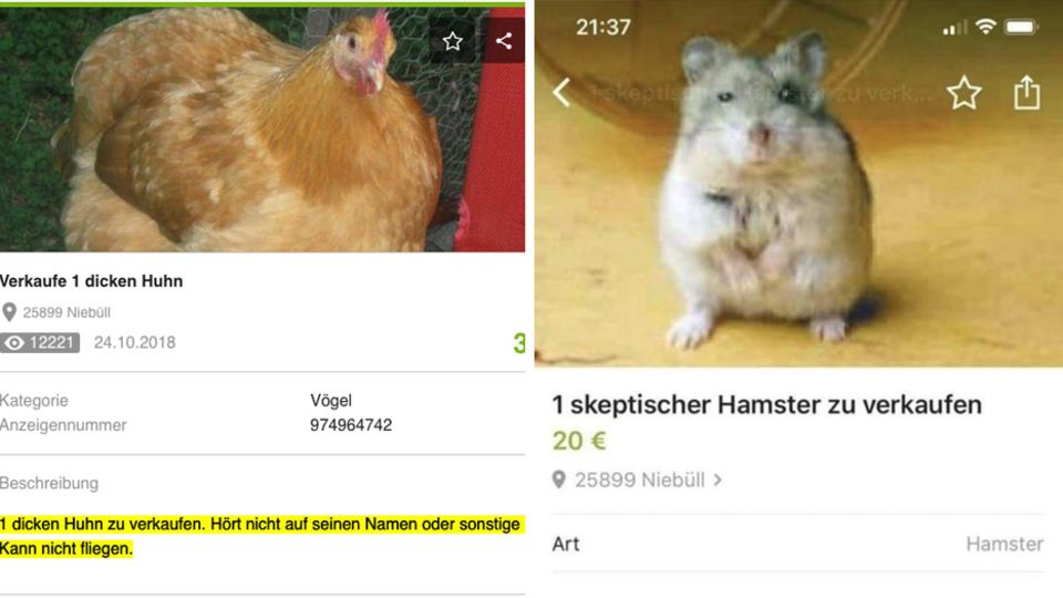 Mit "1 dicken Huhn" fing alles an. Aber auch Olaf, der skeptische Hamster begeisterte das Netz.