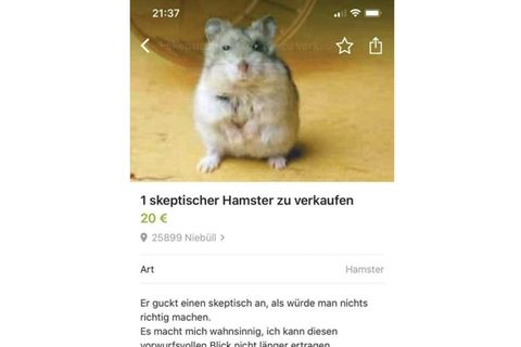 Der Troll und seine Quatsch-Inserate: Wieso der skeptische Hamster Olaf zum Star im Netz wurde