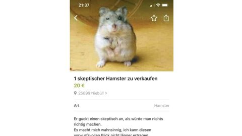 Der Troll und seine Quatsch-Inserate: Wieso der skeptische Hamster Olaf zum Star im Netz wurde