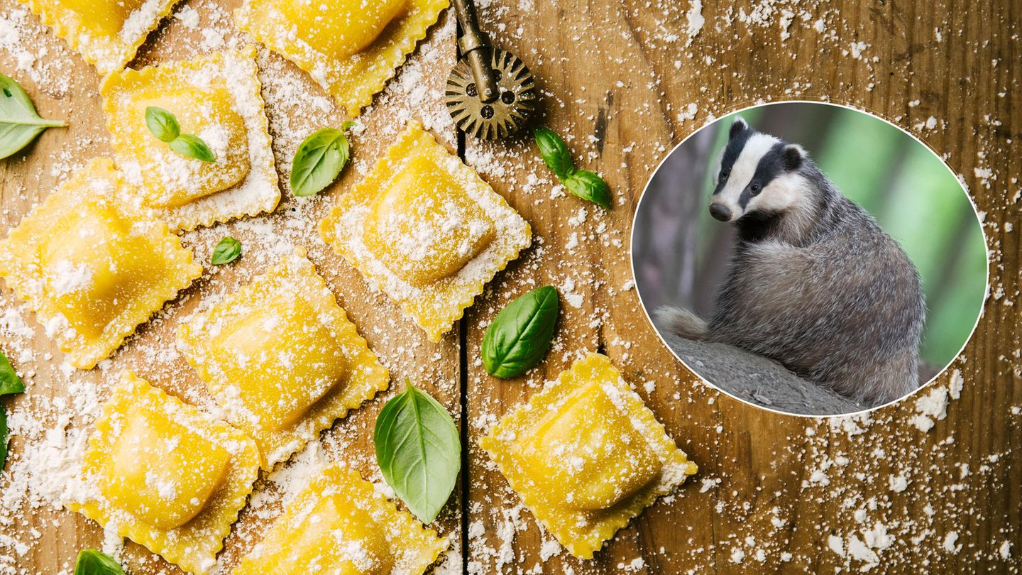 Dachs mit Ravioli