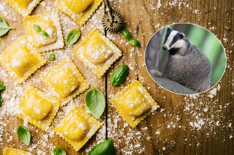 Dachs mit Ravioli