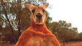 Alice Springs, Australien: Was auf den ersten Blick wie das Ergebnis von Photoshop wirkt, ist tatsächlich ein muskulöses Känguru. Durch sein ungewöhnliches Aussehen erlangte Roger internationale Bekanntheit. Nun ist der Muskelprotz mit zwölf Jahren an Altersschwäche gestorben.