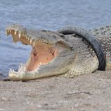 Palu, Indonesien. Ein vier Meter langes Salzwasserkrokodil gefangen in einem Reifen. Schon seit über einem Jahr schwimmt es so im Palu River. Jetzt, da das Tier gewachsen ist und der Reifen immer enger wird, wollen Tierschützer es vor dem Ersticken retten. Allerdings habe die Behörde nicht die nötigen Geräte, um das Reptil einzufangen und wisse ohnehin derzeit nicht, wo es sei. Einen Betäubungspfeil wollen die Tierschützer nicht abschießen. Sie fürchten, dass das Krokodil dann vor Schreck wieder im Fluss abtaucht, bevor die Betäubung wirkt.  Die Tierschützer gehen davon aus, dass jemand dem Krokodil absichtlich den Motorradreifen überstreifte, um es einzufangen.