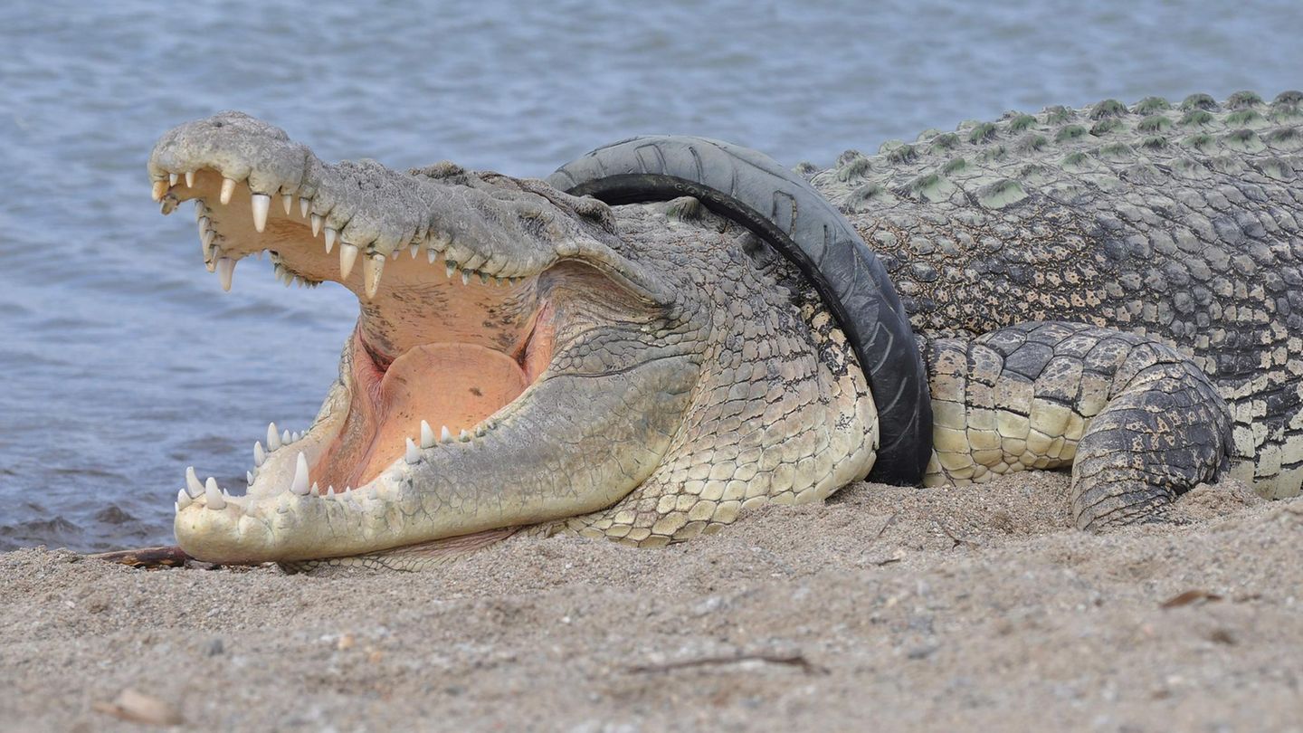 Palu, Indonesien. Ein vier Meter langes Salzwasserkrokodil gefangen in einem Reifen. Schon seit über einem Jahr schwimmt es so im Palu River. Jetzt, da das Tier gewachsen ist und der Reifen immer enger wird, wollen Tierschützer es vor dem Ersticken retten. Allerdings habe die Behörde nicht die nötigen Geräte, um das Reptil einzufangen und wisse ohnehin derzeit nicht, wo es sei. Einen Betäubungspfeil wollen die Tierschützer nicht abschießen. Sie fürchten, dass das Krokodil dann vor Schreck wieder im Fluss abtaucht, bevor die Betäubung wirkt.  Die Tierschützer gehen davon aus, dass jemand dem Krokodil absichtlich den Motorradreifen überstreifte, um es einzufangen.