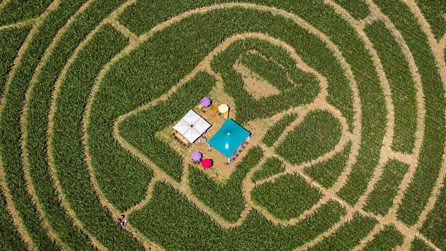 Le Landeron, Schweiz. Durstige Besucher machen sich auf den Weg durch ein 20.000 Quadratmeter grosses Maislabyrinth. Wer es bis in die Mitte schafft, dem winkt Erfrischung an der Bierbar, die inmitten eines Pfades in Form eines großen Bierkruges steht.