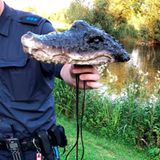 Für Unruhe hat die Sichtung eines vermeintlichen Krokodils im bayerischen Eglfing gesorgt