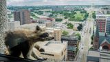 St. Paul, USA: Nein, der ist nicht ausgestopft. Das Tier, das da auf einem Fenstersims vor der Skyline St. Pauls sitzt, ist ein echter Waschbär. Mit seinen  Kletterkünsten landete der braune Zottel einen Netzhit - als er unter den staunenden Blicken von Passanten 23 Stockwerke an der Außenwand des Büroturms emporkletterte. In den frühen Morgenstunden erreichte der Waschbär das Dach des UBS-Towers, wo ein Korb mit Katzenfutter auf ihn wartete. Tierschützer fingen ihn wohlbehalten ein und werden ihn nun im Norden der Stadt in Minnesota aussetzen.