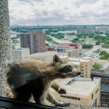 St. Paul, USA: Nein, der ist nicht ausgestopft. Das Tier, das da auf einem Fenstersims vor der Skyline St. Pauls sitzt, ist ein echter Waschbär. Mit seinen  Kletterkünsten landete der braune Zottel einen Netzhit - als er unter den staunenden Blicken von Passanten 23 Stockwerke an der Außenwand des Büroturms emporkletterte. In den frühen Morgenstunden erreichte der Waschbär das Dach des UBS-Towers, wo ein Korb mit Katzenfutter auf ihn wartete. Tierschützer fingen ihn wohlbehalten ein und werden ihn nun im Norden der Stadt in Minnesota aussetzen.