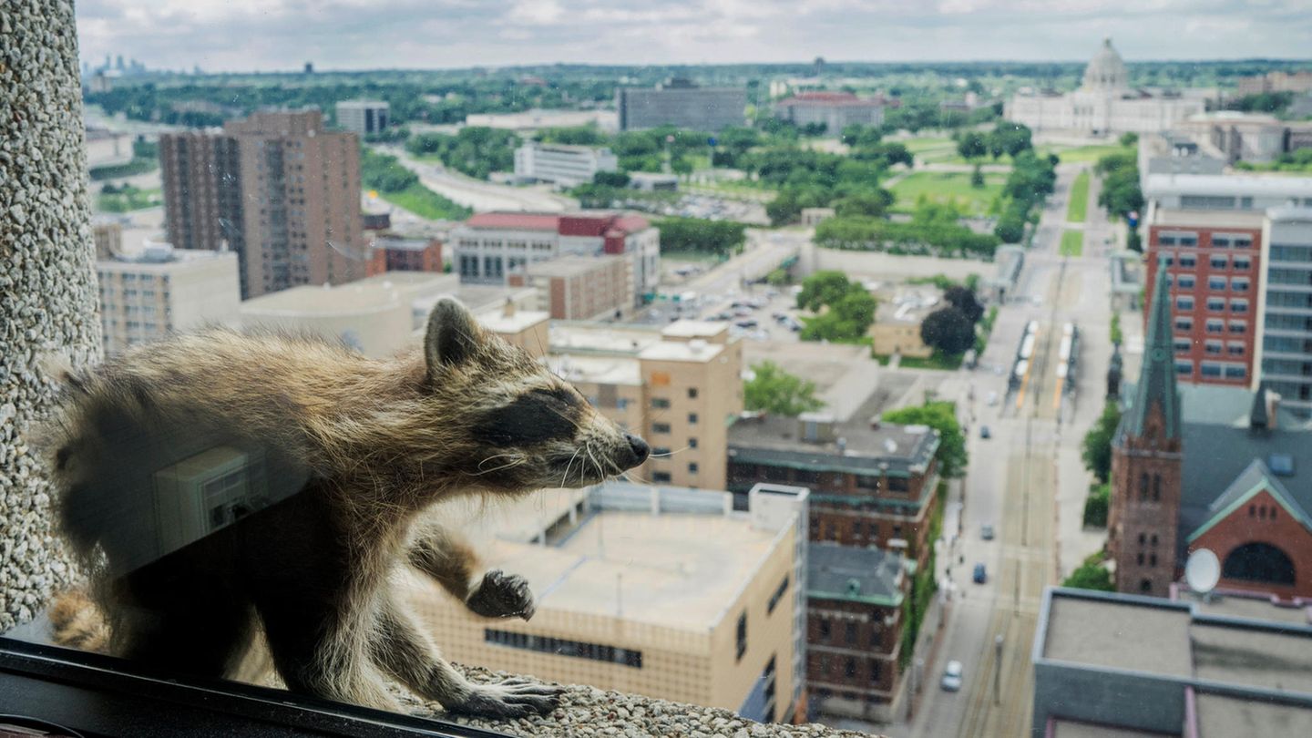 St. Paul, USA: Nein, der ist nicht ausgestopft. Das Tier, das da auf einem Fenstersims vor der Skyline St. Pauls sitzt, ist ein echter Waschbär. Mit seinen  Kletterkünsten landete der braune Zottel einen Netzhit - als er unter den staunenden Blicken von Passanten 23 Stockwerke an der Außenwand des Büroturms emporkletterte. In den frühen Morgenstunden erreichte der Waschbär das Dach des UBS-Towers, wo ein Korb mit Katzenfutter auf ihn wartete. Tierschützer fingen ihn wohlbehalten ein und werden ihn nun im Norden der Stadt in Minnesota aussetzen.