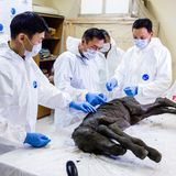 Jakutsk, Russland. Dies von der Nordöstlichen Föderalen Universität (North-Eastern Federal University, NEFU) heute zur Verfügung gestellte Bild vom 23. August zeigt ein gut erhaltenes Fossil eines Fohlens, das im Permafrostboden Sibiriens gefunden wurde. Bei dem in der Region Sacha gefundenen Tierkörper sind Haut, Haare, Hufe, und Schwanz erhalten. Wissenschaftler schätzen, dass es 30.000 bis 40.000 Jahre alt sit.