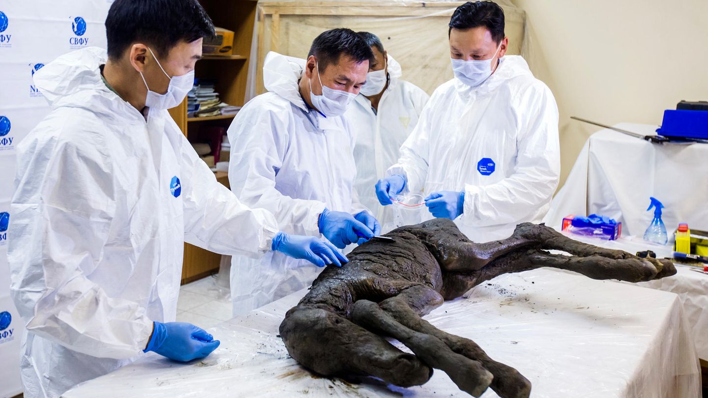 Jakutsk, Russland. Dies von der Nordöstlichen Föderalen Universität (North-Eastern Federal University, NEFU) heute zur Verfügung gestellte Bild vom 23. August zeigt ein gut erhaltenes Fossil eines Fohlens, das im Permafrostboden Sibiriens gefunden wurde. Bei dem in der Region Sacha gefundenen Tierkörper sind Haut, Haare, Hufe, und Schwanz erhalten. Wissenschaftler schätzen, dass es 30.000 bis 40.000 Jahre alt sit.