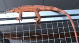 Metten, Deutschland. Ein orangefarbener Leguan hat im Landkreis Deggendorf einen Polizeieinsatz ausgelöst. Das etwa ein Meter lange Reptil klammerte sich am Zaun eines Supermarktes fest. Experten der Tierrettung fingen das Tier ein und brachten es in eine Zoofachhandlung, dort meldete sich später auch der Eigentümer. 