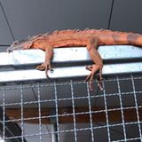 Metten, Deutschland. Ein orangefarbener Leguan hat im Landkreis Deggendorf einen Polizeieinsatz ausgelöst. Das etwa ein Meter lange Reptil klammerte sich am Zaun eines Supermarktes fest. Experten der Tierrettung fingen das Tier ein und brachten es in eine Zoofachhandlung, dort meldete sich später auch der Eigentümer. 