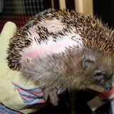 Ein durch einen Mähroboter verletzter Igel, aufgenommen im Tierheim München