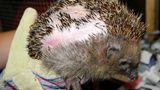Ein durch einen Mähroboter verletzter Igel, aufgenommen im Tierheim München