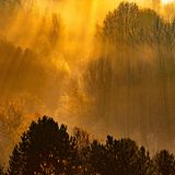 Recklinghausen, Deutschland. Die aufgehende Sonne scheint durch nebelverhüllte Bäume.
