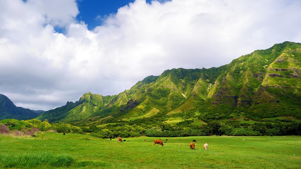 Traumziel der Surfer: Kühe auf der Weide der Kualoa Ranch, Oahu Kühe auf der Weide der Kualoa Ranch, Oahu