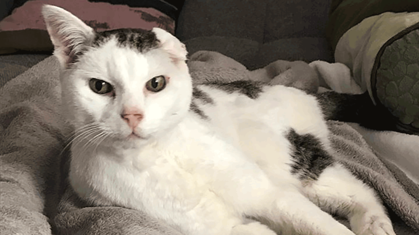 Kater Janosch