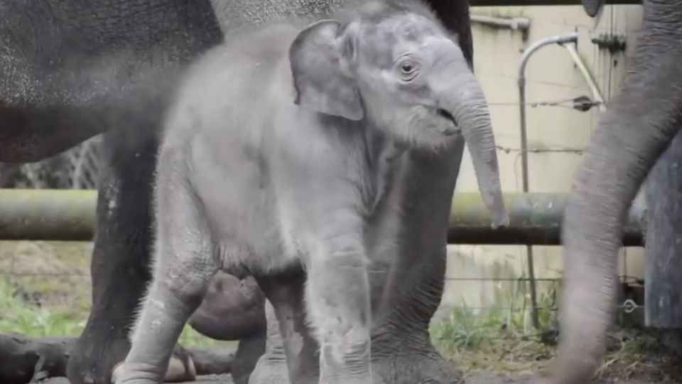 Trauer um Lily: Rührender Nachruf: Zoo verabschiedet sich von seinem jüngsten Elefanten