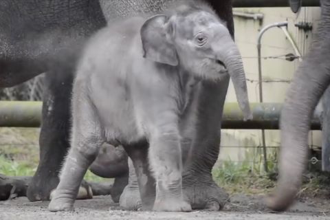 Trauer um Lily: Rührender Nachruf: Zoo verabschiedet sich von seinem jüngsten Elefanten