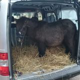 nachrichten deutschland - pony in kofferraum