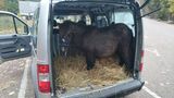 nachrichten deutschland - pony in kofferraum