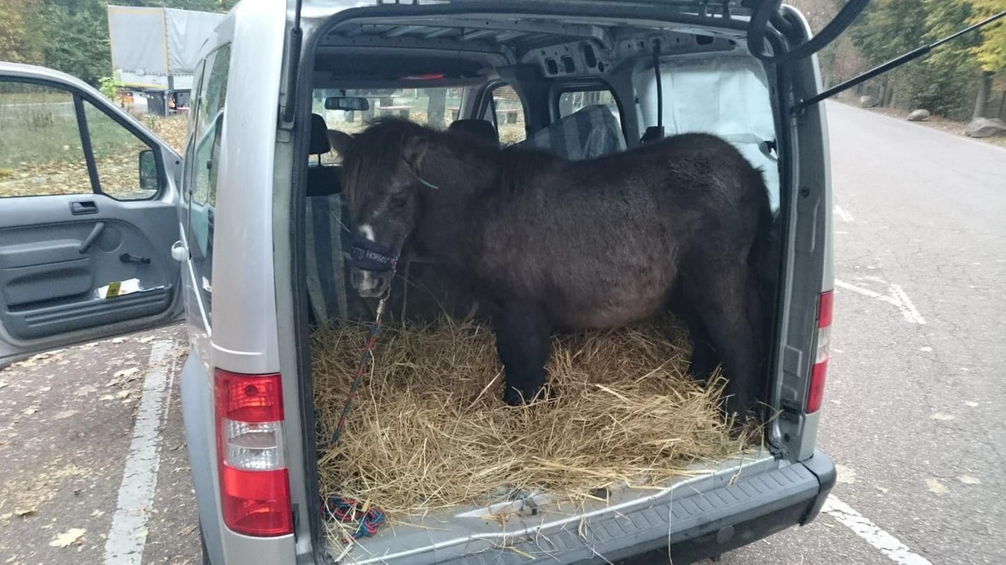 nachrichten deutschland - pony in kofferraum nachrichten deutschland - pony in kofferraum