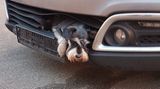 Nachrichten aus Deutschland: Hund im Kühlergrill