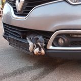 Nachrichten aus Deutschland: Hund im Kühlergrill