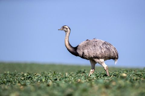 Ein Nandu auf einem Feld in Mecklenburg-Vorpommern