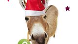 Weihnachtsgeschenk: Esel von Oxfam