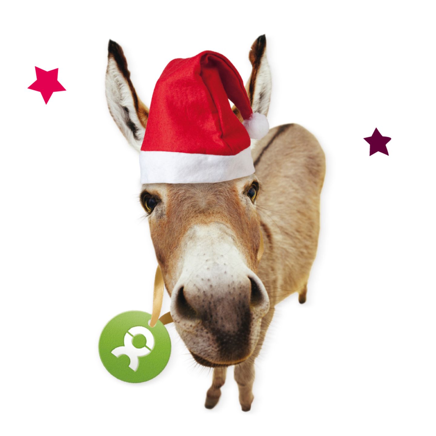 Weihnachtsgeschenk: Esel von Oxfam Weihnachtsgeschenk: Esel von Oxfam