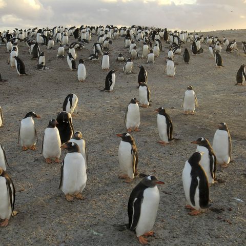 Pinguine auf den Falkland-Inseln