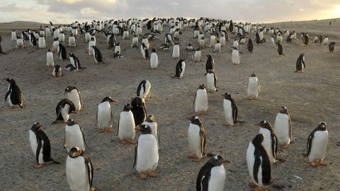 Pinguine auf den Falkland-Inseln