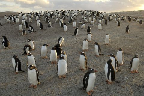 Pinguine auf den Falkland-Inseln